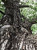 h - IMG-20190715 - (c) M Brunnert.jpg